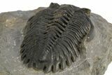 Hollardops Trilobite Fossil - Ofaten, Morocco #312771-4